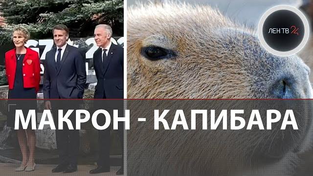 Русская капибара проникла в соцсети макрона Русская капибара проникла в соцсети макрона