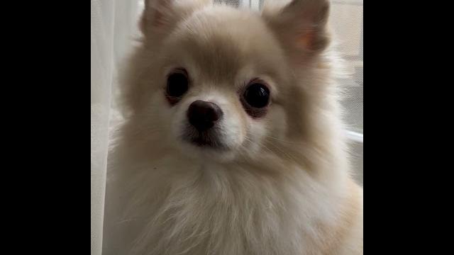 Померанский шпиц. забавные животные. боня спрятался. pomeranian funny animals. bonya hid. Померанский шпиц. забавные животные. боня спрятался. pomeranian funny animals. bonya hid.