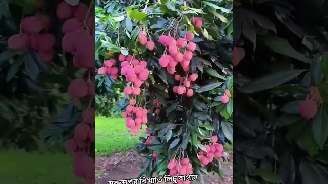 #hijab #love #live #flowers #fruitgardencake #musicgenre #mango #gardendelight #mangoflower #hijab #love #live #flowers #fruitgardencake #musicgenre #mango #gardendelight #mangoflower