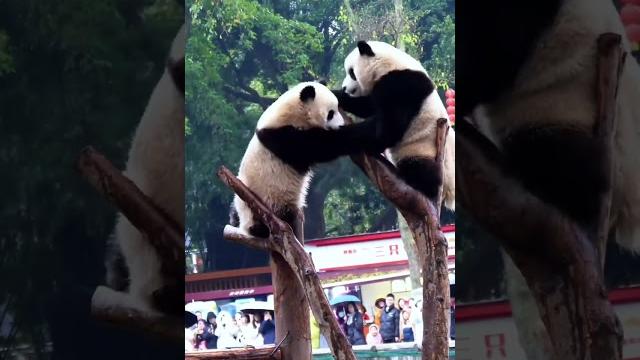 Pandas fighting. #animals #funny #panda #pandalive #petlover #pets #funnyanimals #cute #pubg #usa Pandas fighting. #animals #funny #panda #pandalive #petlover #pets #funnyanimals #cute #pubg #usa