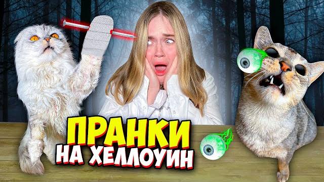 13 пранков на хеллоуин от кота кевина над зверопапой! 13 пранков на хеллоуин от кота кевина над зверопапой!