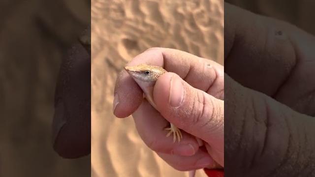 Most amazing sandfish | amazing sandfish | #amazingfish #skink #ytshort #shortvideos #shortsvideo Most amazing sandfish | amazing sandfish | #amazingfish #skink #ytshort #shortvideos #shortsvideo