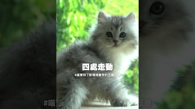 喵寶搬新家會有什麼反應-cado浪愛在一起 喵寶到了新環境會有的五種反應 喵寶搬新家會有什麼反應-cado浪愛在一起 喵寶到了新環境會有的五種反應