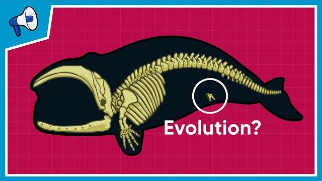 What is the evidence for evolution? What is the evidence for evolution?