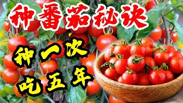 种番茄 种西红柿 西红柿种植这样种才会高产 樱桃番茄种一次吃五年 how to grow cherry tomatoes guide plant once harvest for years 种番茄 种西红柿 西红柿种植这样种才会高产 樱桃番茄种一次吃五年 how to grow cherry tomatoes guide plant once harvest for years