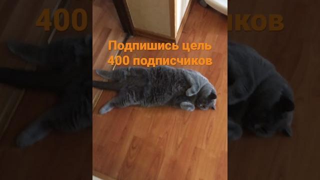 Буся спит на полу Буся спит на полу