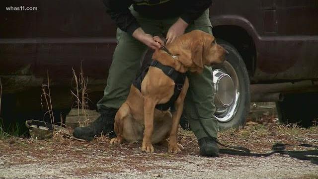 How k9 search and rescue dogs learn their skills How k9 search and rescue dogs learn their skills