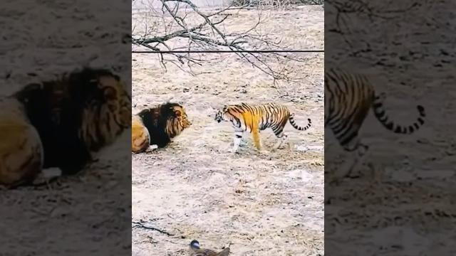 When a lion and a tiger meet!!! When a lion and a tiger meet!!!