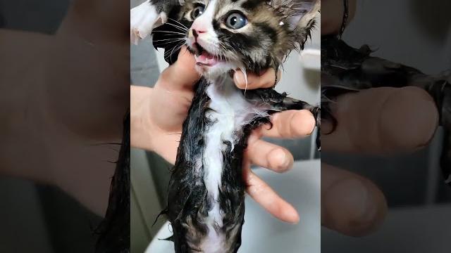 挑战!给刚捡的小凶猫洗个澡…#捡了个猫 #小奶喵 #我和流浪猫的故事 #记录猫咪日常 #狸花猫 挑战!给刚捡的小凶猫洗个澡…#捡了个猫 #小奶喵 #我和流浪猫的故事 #记录猫咪日常 #狸花猫