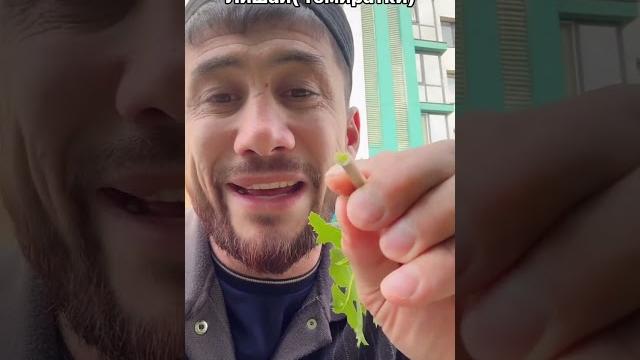 Темиратки яраларга даво... Темиратки яраларга даво...