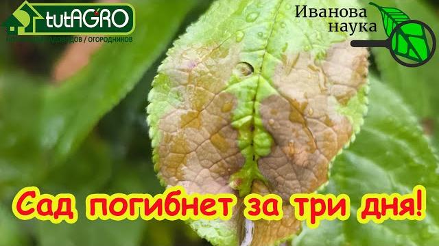 Всех касается! эта зараза убьет сад за три дня, если не использовать это простое аптечное средство. Всех касается! эта зараза убьет сад за три дня, если не использовать это простое аптечное средство.