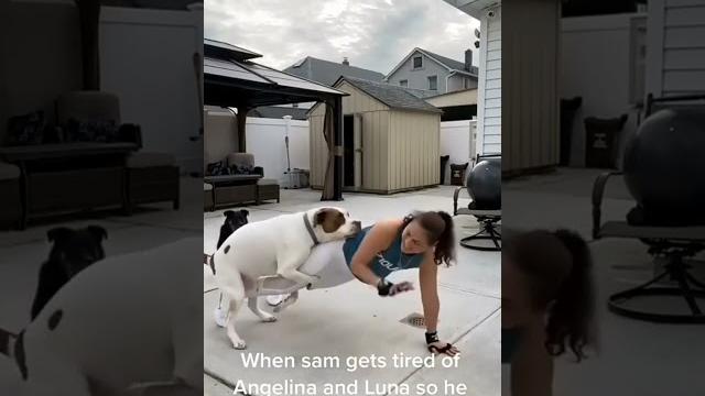 Dog tries to have sex Dog tries to have sex