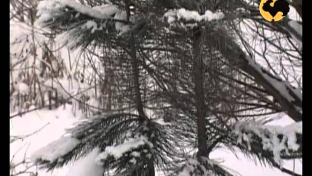 Зимний сад ландшафтные хитрости 1 Зимний сад ландшафтные хитрости 1