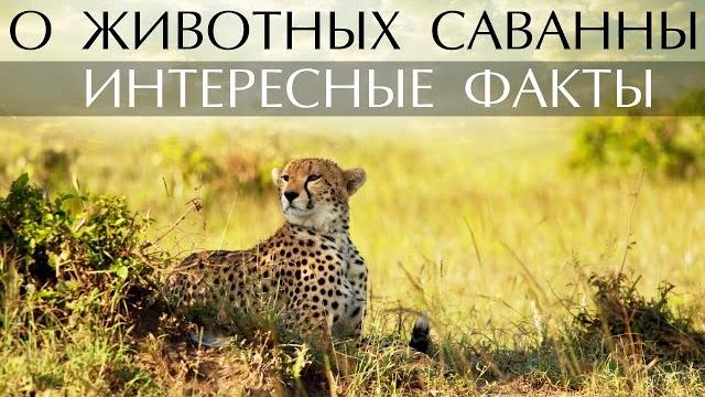 Интересные факты о животных саванны Интересные факты о животных саванны