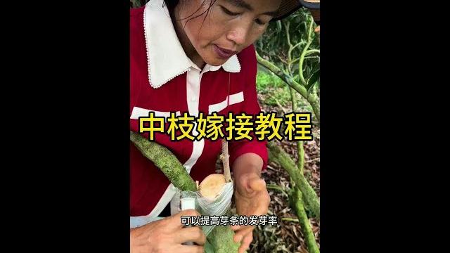 中枝嫁接教程#嫁接技术 #新农人计划2025 #dou来广东百千万 #来抖音学农技 中枝嫁接教程#嫁接技术 #新农人计划2025 #dou来广东百千万 #来抖音学农技