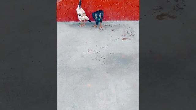 Asel dakan Asel dakan