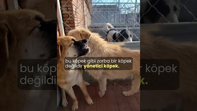 Kontrol çılgını #köpekadam #çağrıaracı #köpek #köpekler #dog #dogpack #summeronshorts #kingcharles Kontrol çılgını #köpekadam #çağrıaracı #köpek #köpekler #dog #dogpack #summeronshorts #kingcharles