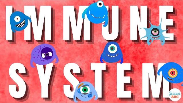 Immune system: innate and adaptive immunity explained Immune system: innate and adaptive immunity explained