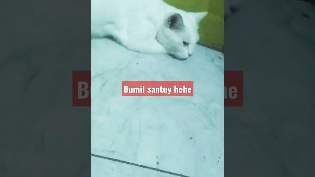 Bumil santuy#short#funnycat# barbar Bumil santuy#short#funnycat# barbar
