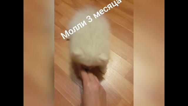 Щенок померанского шпица 3 мес. 620 грамм. дрессировка . умный щенок. смешное видео про щенка. Щенок померанского шпица 3 мес. 620 грамм. дрессировка . умный щенок. смешное видео про щенка.