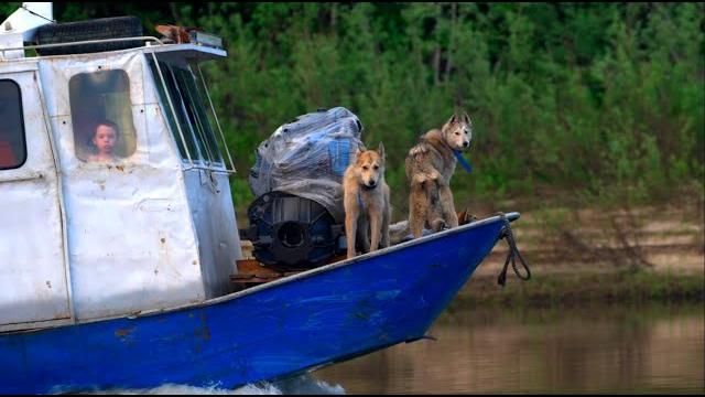 Fluffy gang on the yenisei. the bear ran into it himself, taimen on kellogg got a great bite.... Fluffy gang on the yenisei. the bear ran into it himself, taimen on kellogg got a great bite....
