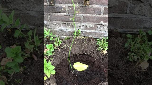 佛手瓜定植chayote #garden 佛手瓜定植chayote #garden