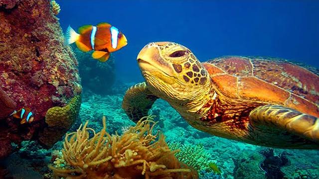 11 hours stunning 4k underwater footage + music | nature relaxation™ rare & colorful sea life video 11 hours stunning 4k underwater footage + music | nature relaxation™ rare & colorful sea life video