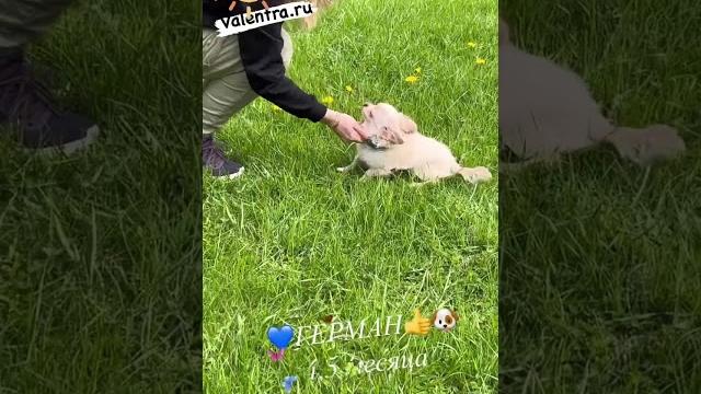 Самый ласковый чихуа. можно купить щенка #купитьщенка #щенок #чихуахуа #chihuahua #щенкичихуахуа Самый ласковый чихуа. можно купить щенка #купитьщенка #щенок #чихуахуа #chihuahua #щенкичихуахуа