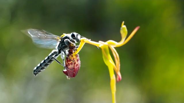 Sneaky orchid tricks a wasp | the green planet | bbc earth Sneaky orchid tricks a wasp | the green planet | bbc earth