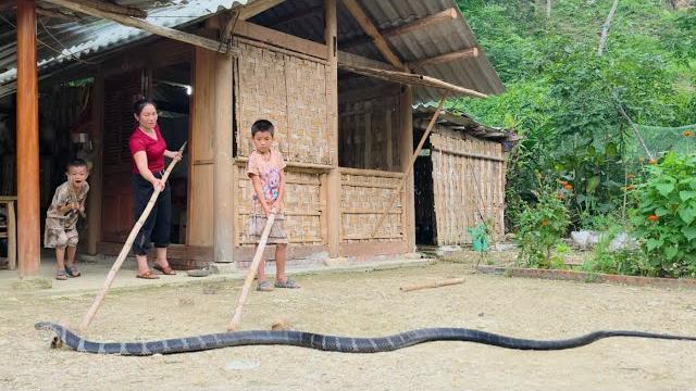 A giant snake appeared in a single mother's yard.dang thi du A giant snake appeared in a single mother's yard.dang thi du