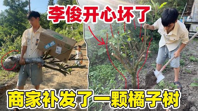 本以为在打造小院前能吃上橘子,现在看来要等小院修好后了,花160买的橘子树种失败了,商家又补发了一棵 本以为在打造小院前能吃上橘子,现在看来要等小院修好后了,花160买的橘子树种失败了,商家又补发了一棵