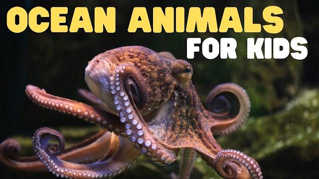 Ocean animals for kids | learn all about the animals and plants that live in the ocean Ocean animals for kids | learn all about the animals and plants that live in the ocean