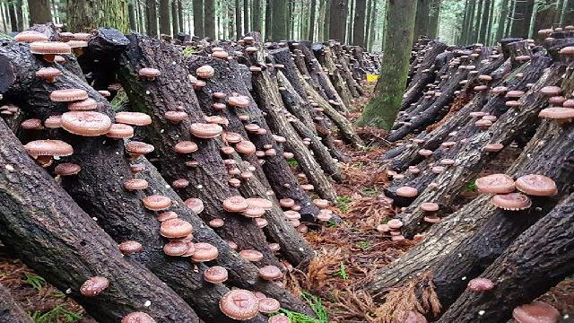 How japanese farming millions of shiitake mushroom in forest - mountain shiitake mushroom harvesting How japanese farming millions of shiitake mushroom in forest - mountain shiitake mushroom harvesting