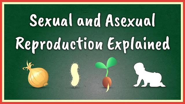 Sexual and asexual reproduction explained Sexual and asexual reproduction explained