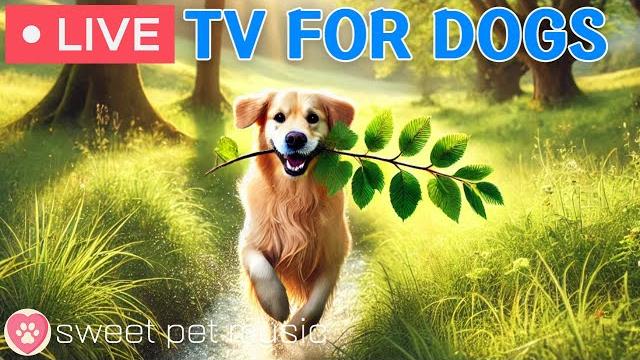 24 hours of dog tvcalming music for dogs to sleeprelaxing music to ease dog anxiety and stress 24 hours of dog tvcalming music for dogs to sleeprelaxing music to ease dog anxiety and stress