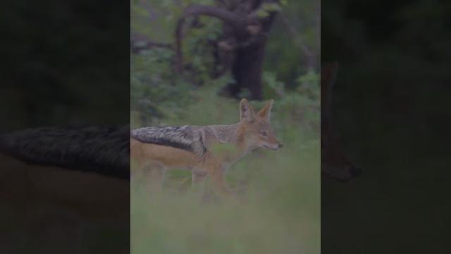 Jackal at camp!! Jackal at camp!!