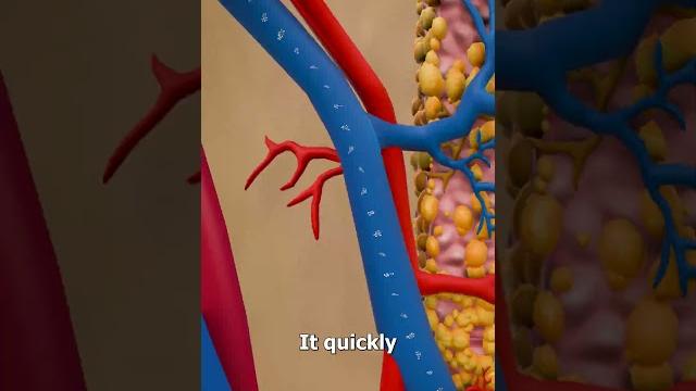 How a nicotine patch works How a nicotine patch works