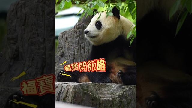 5.15奶爸喊福寶回家開飯,福寶不緊不慢的梳洗打扮著漂亮的毛皮大衣,因為我們不願離開所以安保開始驅趕我們隔著好遠只能拍到福寶下樹洞,回沒回去就不知道了#大熊猫 #大熊猫福宝 #panda #푸바오 5.15奶爸喊福寶回家開飯,福寶不緊不慢的梳洗打扮著漂亮的毛皮大衣,因為我們不願離開所以安保開始驅趕我們隔著好遠只能拍到福寶下樹洞,回沒回去就不知道了#大熊猫 #大熊猫福宝 #panda #푸바오