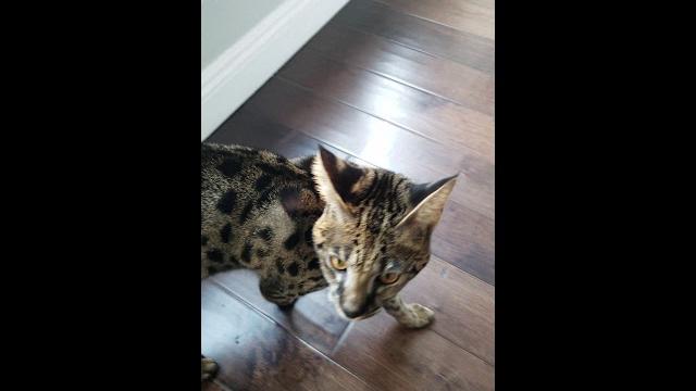 Scottie the f1 savannah Scottie the f1 savannah