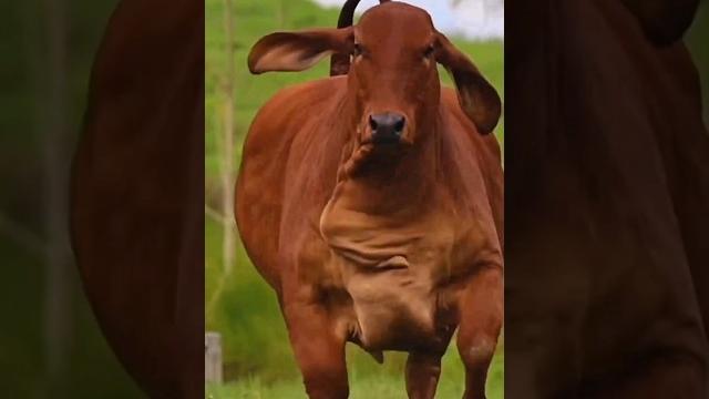 Huge big red cow || wildlife journey #shorts #cow #viral Huge big red cow || wildlife journey #shorts #cow #viral