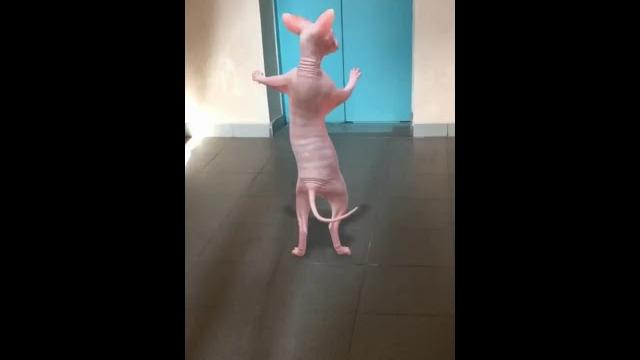 Кошка танцует Кошка танцует
