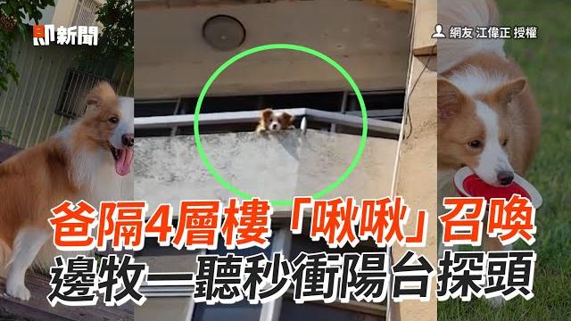 爸隔4層樓啾啾召喚順風耳邊牧秒衝陽台探頭!|寵物動物|狗狗|精選影片 爸隔4層樓啾啾召喚順風耳邊牧秒衝陽台探頭!|寵物動物|狗狗|精選影片