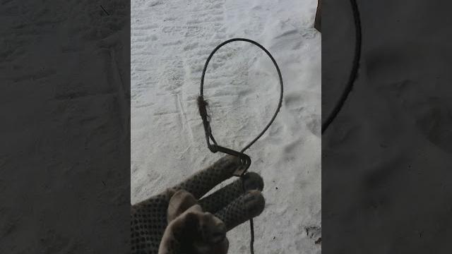 Диаметр петли на волка Диаметр петли на волка