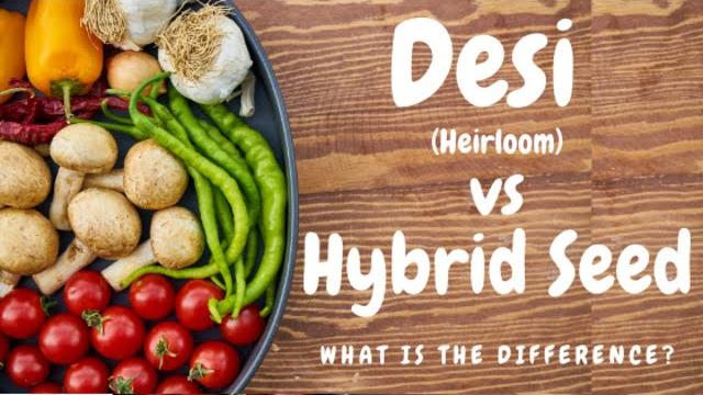 Heirloom vs hybrid seeds! desi vs hybrid seeds Heirloom vs hybrid seeds! desi vs hybrid seeds