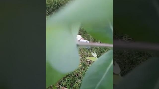 #viral grebek pasangan mesum di kebun/terciduk #viral grebek pasangan mesum di kebun/terciduk