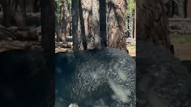 Huge black bear#video #trending #viral #youtubeshorts #youtube #shorts#short#animals#wow#nature#cool Huge black bear#video #trending #viral #youtubeshorts #youtube #shorts#short#animals#wow#nature#cool