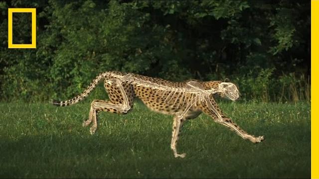 The science of a cheetah's speed | national geographic The science of a cheetah's speed | national geographic