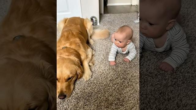 ️ the gentle happiness of childhood #dog #pets #dogtraining #belgianmalinois #germanshepherd #k9 ️ the gentle happiness of childhood #dog #pets #dogtraining #belgianmalinois #germanshepherd #k9