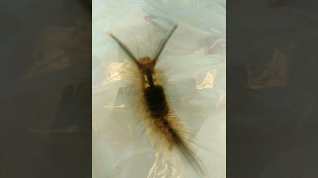 Ulat bulu #shorts Ulat bulu #shorts