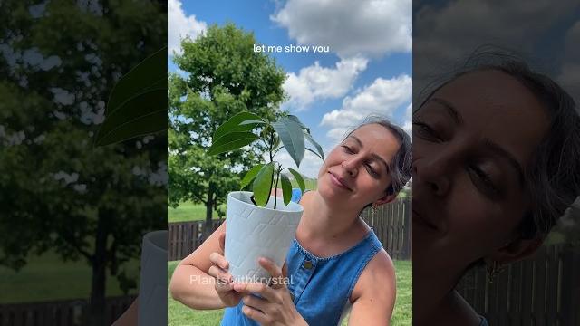 The easiest way to grow a mango plant from seed #mangoseed #growingplants #plantgrowth The easiest way to grow a mango plant from seed #mangoseed #growingplants #plantgrowth